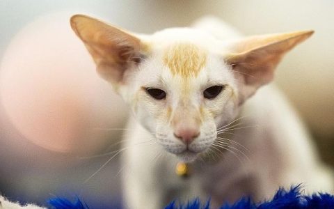 猫咪可能患上心脏病的 5 个症状