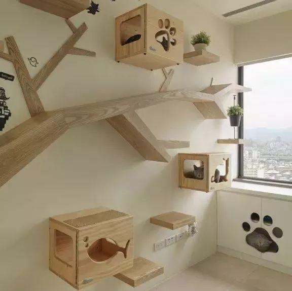 猫咪攻击行为最常见的一个原因（重定向攻击）