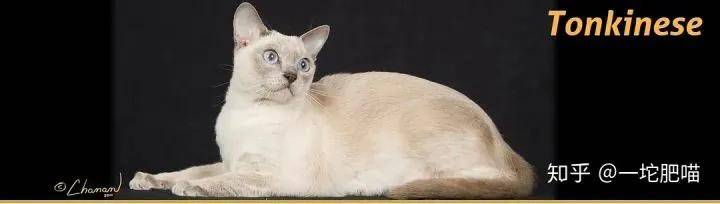 如何做猫舍│猫品种的选择