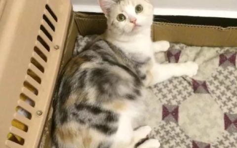 品种猫纯色繁育表！X色配X色生什么颜色的小猫最全对照表