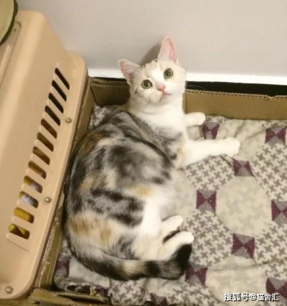 品种猫纯色繁育表！X色配X色生什么颜色的小猫最全对照表