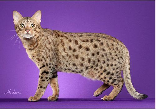 TICA 公开的 79 个品种猫，你认识几个？