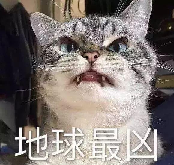 猫咪攻击行为最常见的一个原因（重定向攻击）