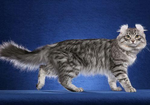 TICA 公开的 79 个品种猫，你认识几个？