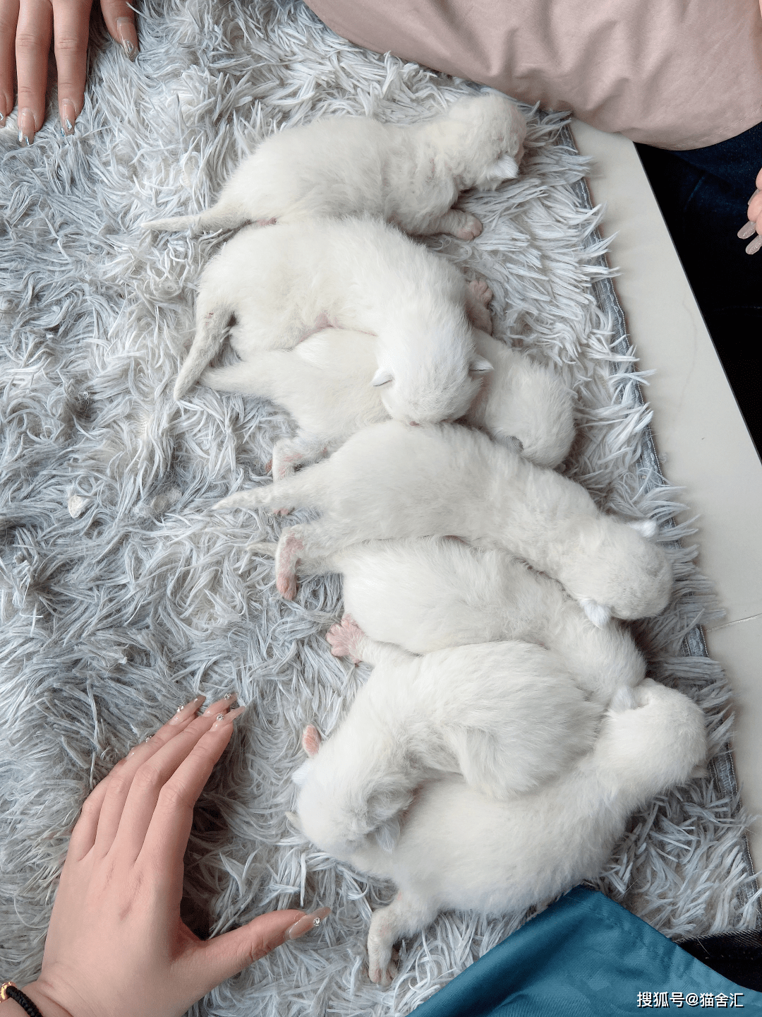 猫剖腹产的详细介绍，你不可不知