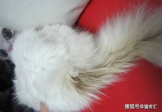 猫舍必看疾病科普│猫黑下巴和马尾病