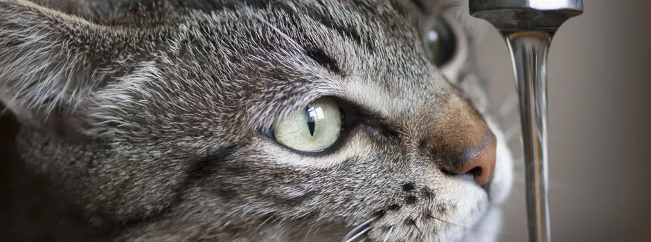 我应该给我的猫吃什么？