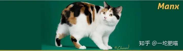 如何做猫舍│猫品种的选择