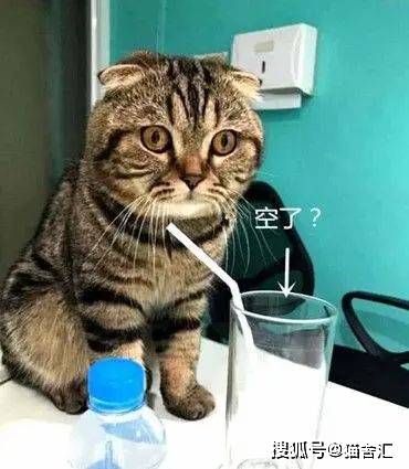 水对猫咪到底有多重要?