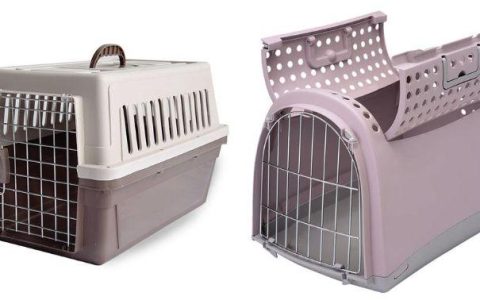 新领回家的猫咪，24 小时内你该做什么是正确的？