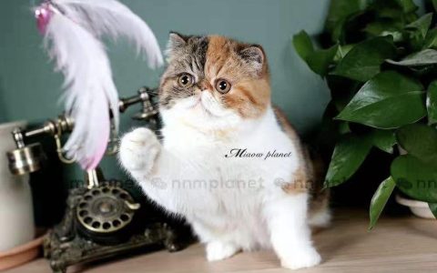 我的猫贵？看看这篇文章，你就知道到底贵不贵了