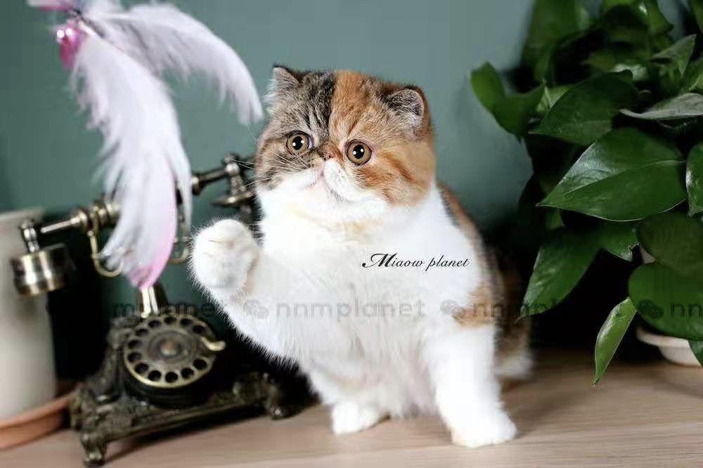 我的猫贵？看看这篇文章，你就知道到底贵不贵了