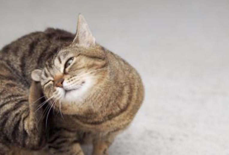 猫咪耳朵和头部掉毛的12个原因