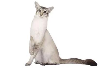 CFA 认证的这 46 个品种猫，你认识几种？（含 3 个考察期品种）