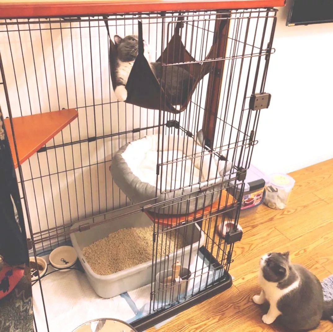 猫咪攻击行为最常见的一个原因（重定向攻击）