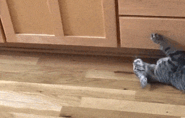 猫咪的某些“怪癖”可能是健康出了问题！