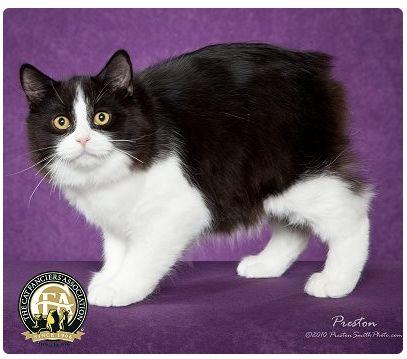 CFA 认证的这 46 个品种猫，你认识几种？（含 3 个考察期品种）