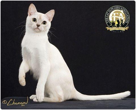 CFA 认证的这 46 个品种猫，你认识几种？（含 3 个考察期品种）