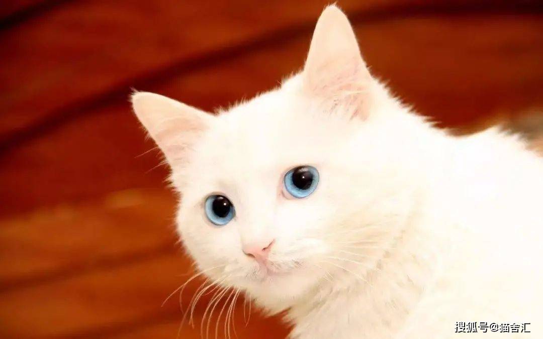 猫舍必看疾病科普│常见的猫咪腹泻原因及调理/治疗办法