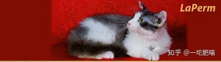 如何做猫舍│猫品种的选择