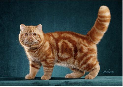 TICA 公开的 79 个品种猫，你认识几个？