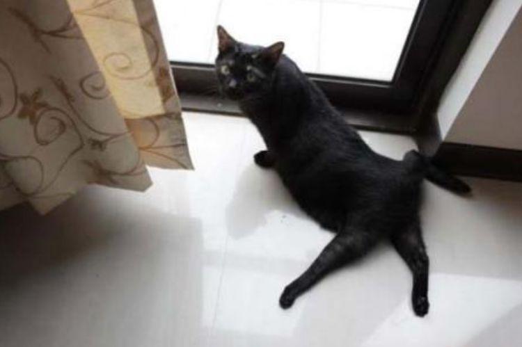 拒绝安乐死：小猫腿部先天畸形的治疗方法（每个繁育人都要看看）