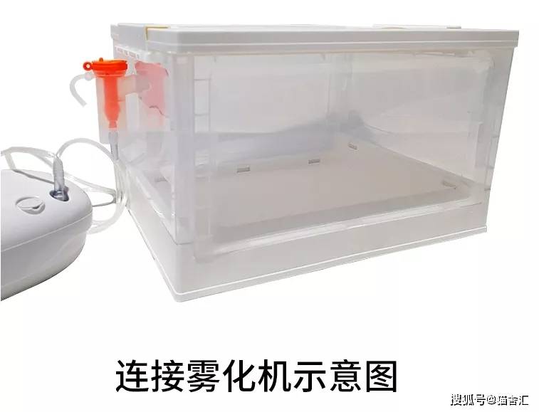 如何做猫舍│猫咪常用的雾化药物