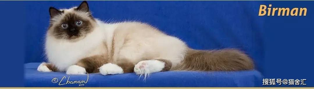 如何做猫舍│深入了解一个品种猫，该从哪些方面入手？