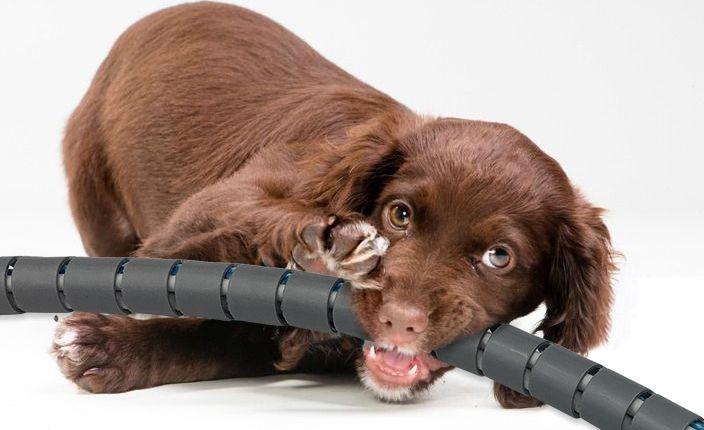 为什么有的猫会咬电线？