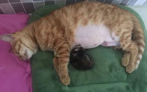猫剖腹产的详细介绍，你不可不知