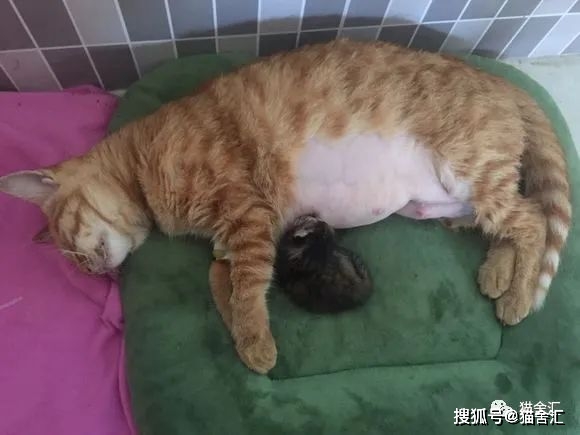 猫剖腹产的详细介绍，你不可不知