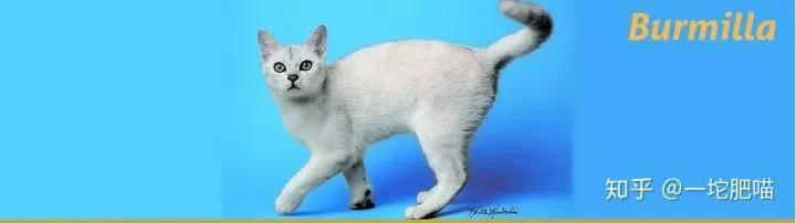 如何做猫舍│猫品种的选择