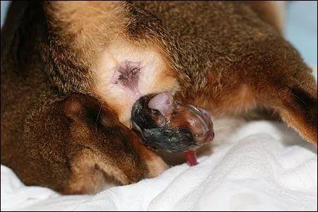 母猫的两种自然分娩方式全图解