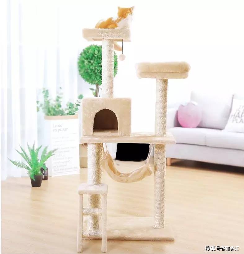 猫舍必备物品清单