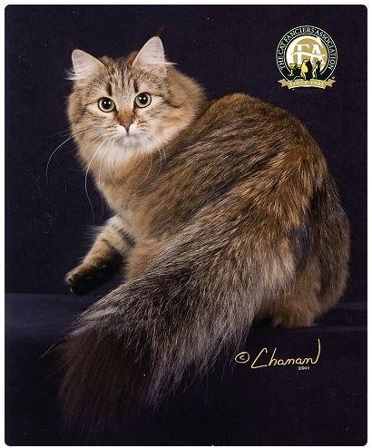 CFA 认证的这 46 个品种猫，你认识几种？（含 3 个考察期品种）