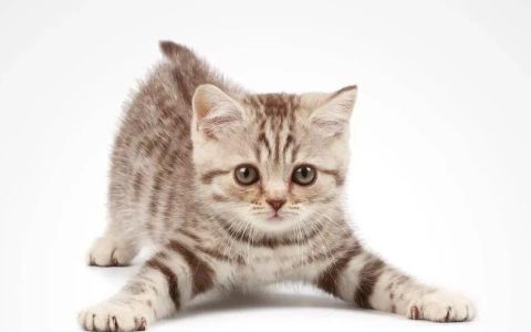 我的猫爱咬我怎么办（二）