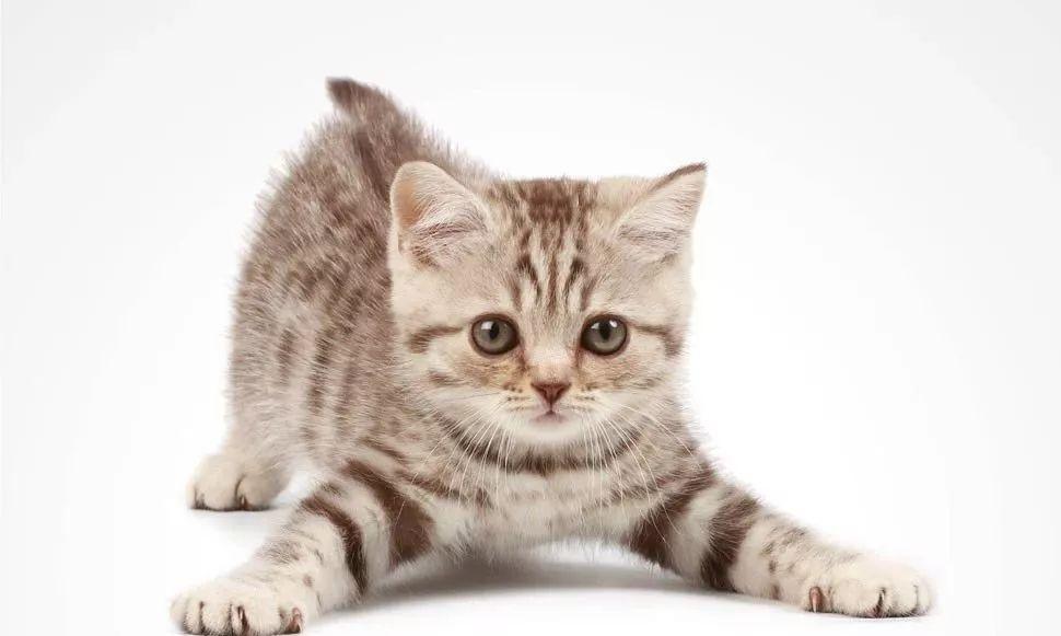 我的猫爱咬我怎么办（二）