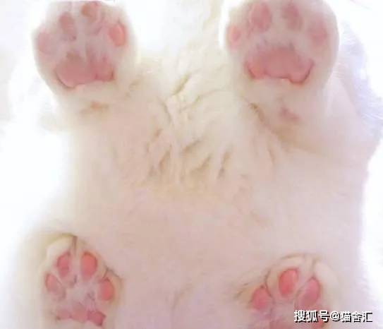 如何做猫舍│怎么在家给猫咪做日常健康检查？