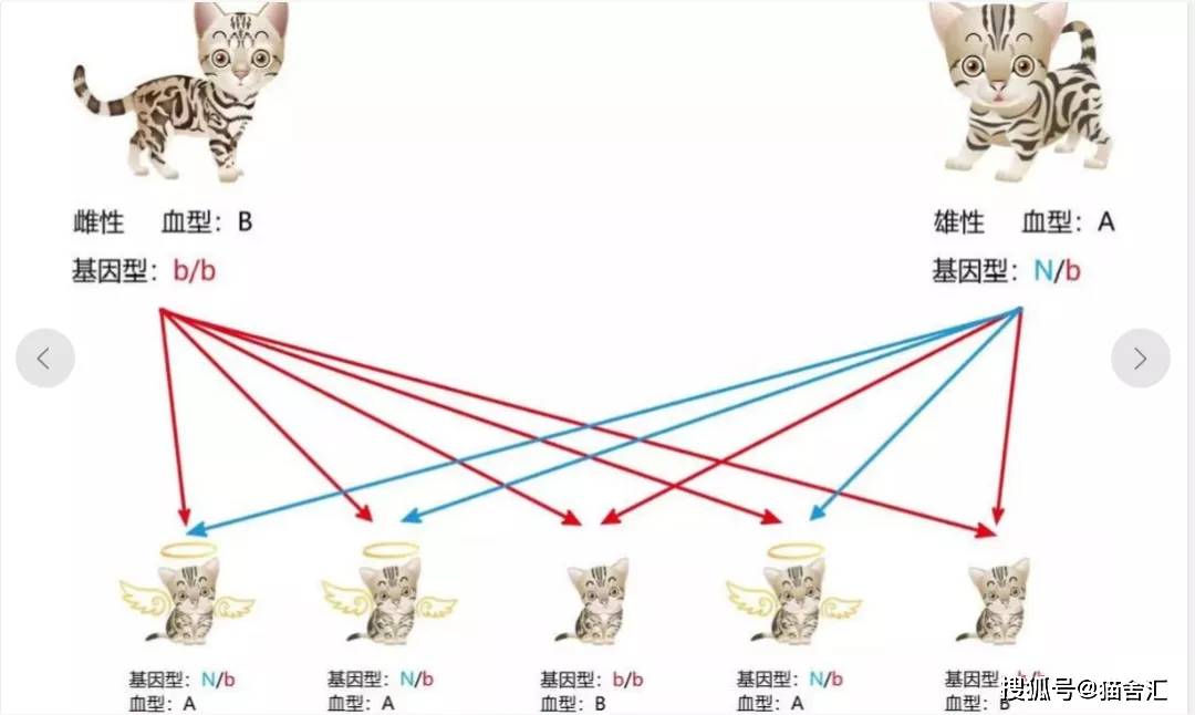 猫舍必看疾病科普│猫常见的遗传病（一）
