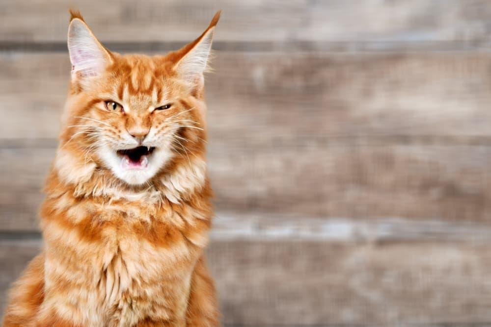 猫咪咳嗽常见的 11 个原因