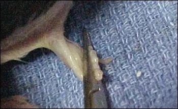 硬核技能：如何正确给猫接生？