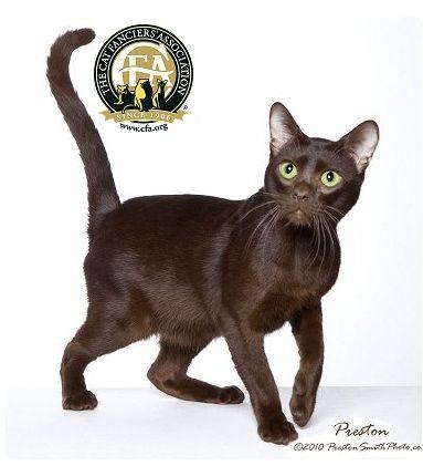 CFA 认证的这 46 个品种猫，你认识几种？（含 3 个考察期品种）