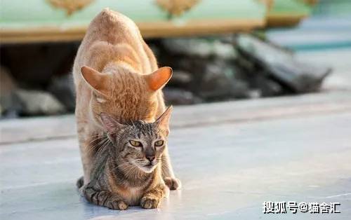 如何做猫舍│公猫不会配种怎么办？