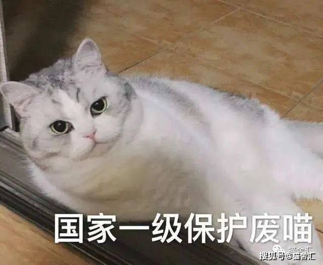 猫舍必看疾病科普│猫咪隐形杀手：肥厚性心肌病