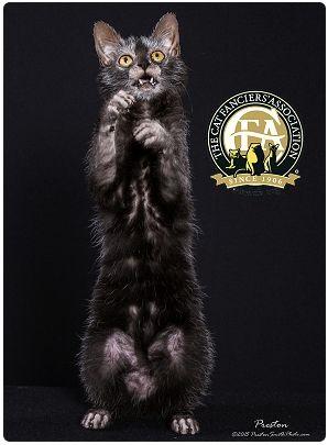 CFA 认证的这 46 个品种猫，你认识几种？（含 3 个考察期品种）