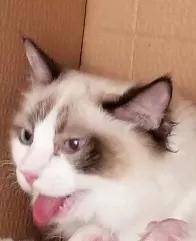 如何做猫舍│如何给猫接生——新生小猫接生及护理