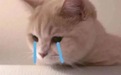 猫舍必看疾病科普│猫咪隐形杀手：肥厚性心肌病