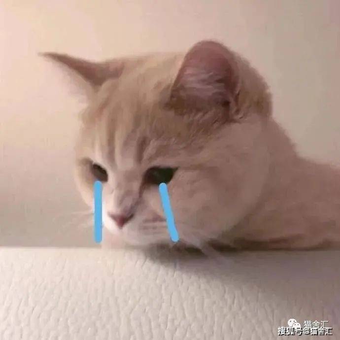 猫舍必看疾病科普│猫咪隐形杀手：肥厚性心肌病