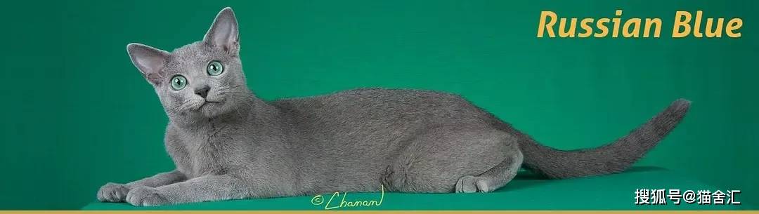 如何做猫舍│猫品种的选择