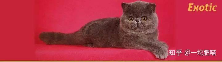 如何做猫舍│猫品种的选择